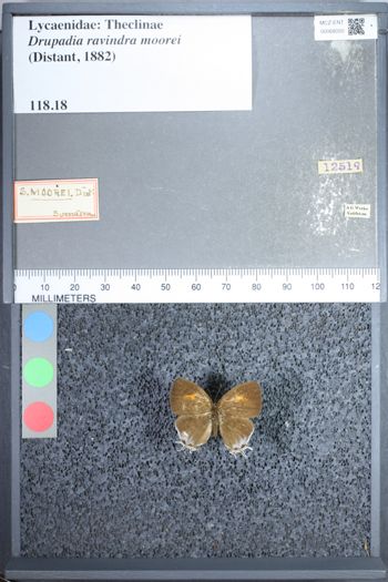 Media type: image;   Entomology 68050